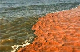 Hiện tượng hai màu nước kỳ lạ xuất hiện trên vùng biển Cà Mau