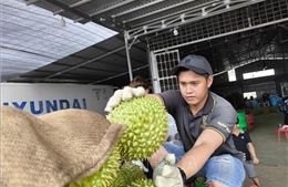 Sầu riêng đầu mùa nghịch vụ rớt giá