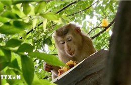 Một bé gái bị khỉ hoang tấn công gây thương tích vùng mặt và đầu