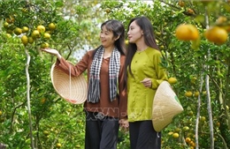 Quýt hồng Đồng Tháp vào mùa đón khách