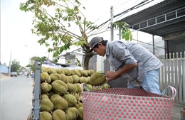 Sầu riêng nghịch vụ thu hoạch rộ, giá giảm mạnh