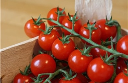 Nga phát hiện virus trong cà chua Maroc