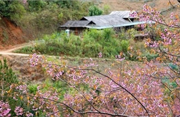 Mùa hoa Tớ Dày nở rộ - điểm nhấn du dịch vùng cao Mù Cang Chải