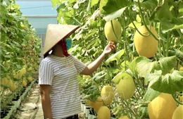 Chuyển đổi số tạo động lực phát triển nông nghiệp bền vững