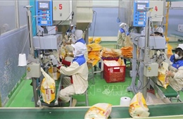 Giá lúa gạo trong nước ổn định, giao dịch trầm lắng