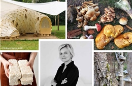 Nghiên cứu xây dựng nhà ở từ vật liệu nấm