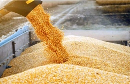 Thị trường nông sản: Algeria nhập khẩu hơn 1 triệu tấn ngô để ổn định nguồn cung