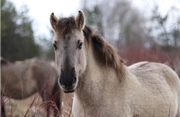 Ngựa Tarpan, mắt xích tự nhiên trong bảo vệ hệ sinh thái hoang dã châu Âu
