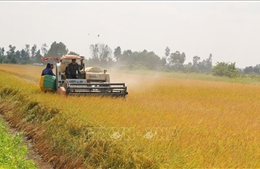 Mùa vàng trên cánh đồng tôm lúa