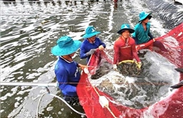 Giá tôm tăng từ 30-50%, người nuôi phấn khởi trước vụ Tết