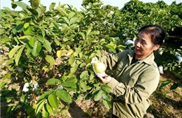 Xanh lại những vườn cây, chuẩn bị đón Tết đủ đầy