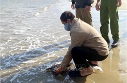 Thả rùa biển quý hiếm về môi trường tự nhiên tại cửa biển Sa Huỳnh