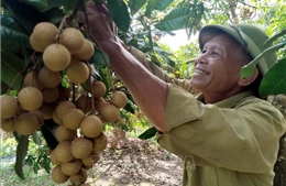 Phát huy giá trị di sản văn hóa phi vật thể nhãn lồng Hưng Yên