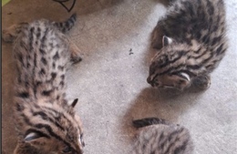 Kiểm lâm tiếp nhận 3 con mèo rừng do người dân giao nộp