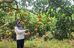 Xã đảo Minh Châu 'biết dựa vào đất, tận dụng trời' để phát triển 