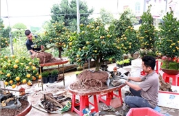 Quất tiểu cảnh 'hút' người chơi Tết