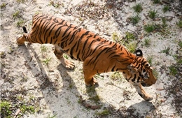 Thái Lan: Hổ chết hàng loạt do bệnh truyền nhiễm