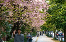 Nhật Bản thiệt hại kinh tế hàng tỷ USD do phấn hoa