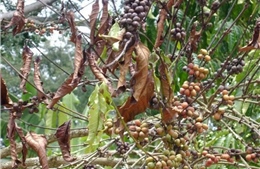 Nấm 'nhảy gen' - Hiểm họa đe dọa ngành cà phê toàn cầu