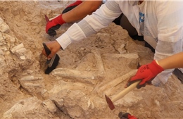 Phát hiện hóa thạch làm thay đổi hiểu biết về hệ sinh thái cổ đại