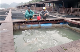 Hải Phòng thúc đẩy nuôi biển công nghiệp