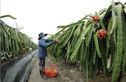 Tháng hành động vì hợp tác xã: Kết nối mạnh kinh tế tập thể với thành phần kinh tế khác
