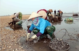 Hưng Yên: Ngao chết hàng loạt khiến người nuôi thiệt hại nặng