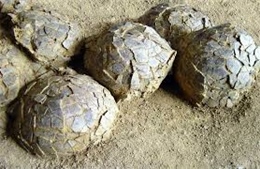 Pháp phát hiện ổ trứng khủng long hóa thạch quy mô lớn