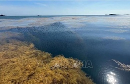 Quảng Ngãi chung tay bảo vệ hệ sinh thái rong mơ