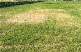 Quảng Trị khẩn trương chống hạn, cứu lúa Hè Thu