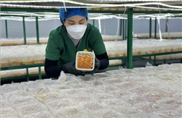Phát triển kinh tế tập thể, nâng tầm sản phẩm OCOP trong kỷ nguyên số