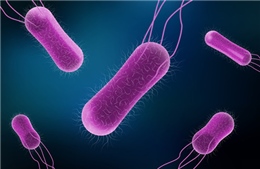 Hơn 130 bác sĩ nhiễm khuẩn Salmonella tại bệnh viện của Mexico