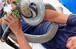 Bệnh nhân mang cả con rắn hổ mang chúa đến bệnh viện cấp cứu