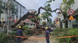 TP Hồ Chí Minh yêu cầu các trường học xử lý kịp thời các cây xanh có nguy cơ gãy đổ