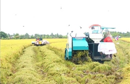 TP Hồ Chí Minh: Ra mắt dự án &#39;Gạo xanh – Green Rice&#39; hướng đến nông nghiệp bền vững