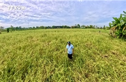 Đại học Quốc gia TP Hồ Chí Minh góp phần xây dựng ĐBSCL phát triển bền vững, thích ứng biến đổi khí hậu