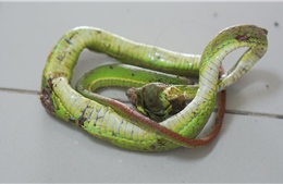 Bác sĩ cảnh báo tuyệt đối không cắt lể, đắp thuốc khi bị rắn cắn