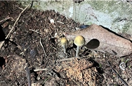 Bác sĩ cảnh báo nguy cơ ngộ độc nấm từ việc sử dụng nấm mọc hoang