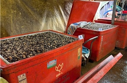 Ăn phải ốc chứa 'thủy tinh lỏng' nguy hiểm thế nào?