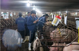 TP Hồ Chí Minh kiểm soát dịch bệnh tả lợn châu Phi từ các cửa ngõ