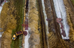 Đan Mạch chôn hàng triệu con chồn nâu để ngừa COVID-19