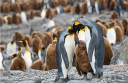 Tảng băng lớn nhất thế giới sắp va đảo cư ngụ của hàng triệu con chim cánh cụt