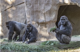 8 con khỉ đột tại vườn thú Mỹ dương tính với SARS-CoV-2