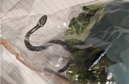 Hết hồn vì mua túi rau diếp tại siêu thị được ‘khuyến mại’ kèm rắn độc