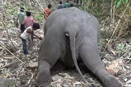 Sét đánh chết 18 con voi tại khu bảo tồn thiên nhiên ở Ấn Độ
