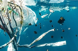Châu Á áp đảo danh sách 10 nước xả rác nhựa nhiều nhất ra đại dương