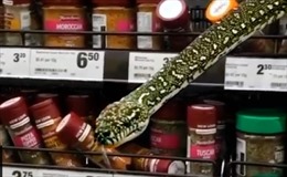 Khách siêu thị tá hỏa khi chạm mặt con trăn dài 3m thò ra từ kệ hàng