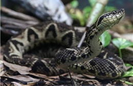 Nọc độc của rắn hứa hẹn sẽ là thuốc đặc hiệu chống COVID-19