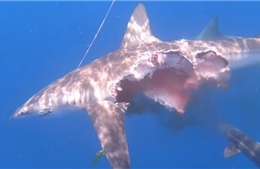 Video cá mập ‘thây ma’ bị cắn mất nửa thân vẫn lao đi săn mồi