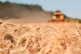 Căng thẳng Nga-Ukraine tác động mạnh đến chuỗi cung ứng lương thực toàn cầu